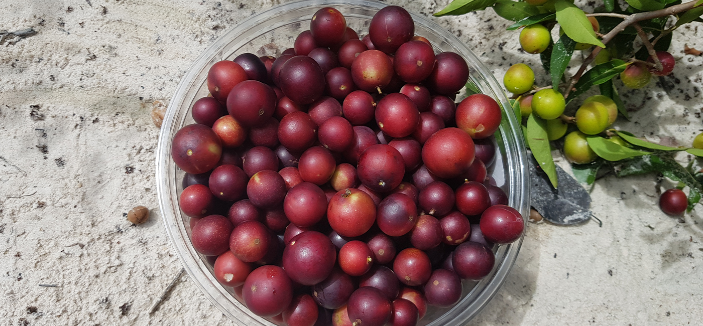 Magazin-Artikel-Superfood-Camu-Camu-Header.jpg