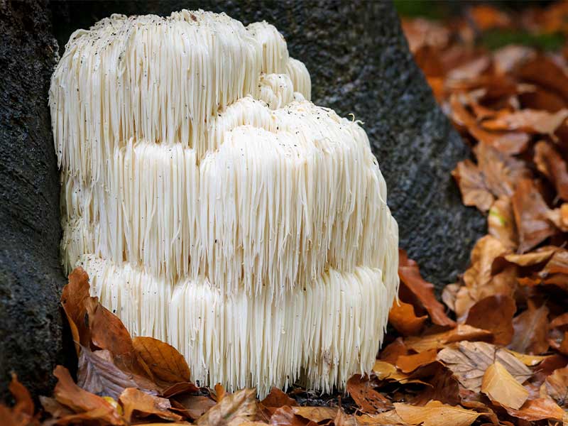 Pilzarten: Lion's Mane Der Lion‘s Mane wird auch Igel-Stachelbart genannt und soll sehr gesund für Gehirn und Nervensystem sein.