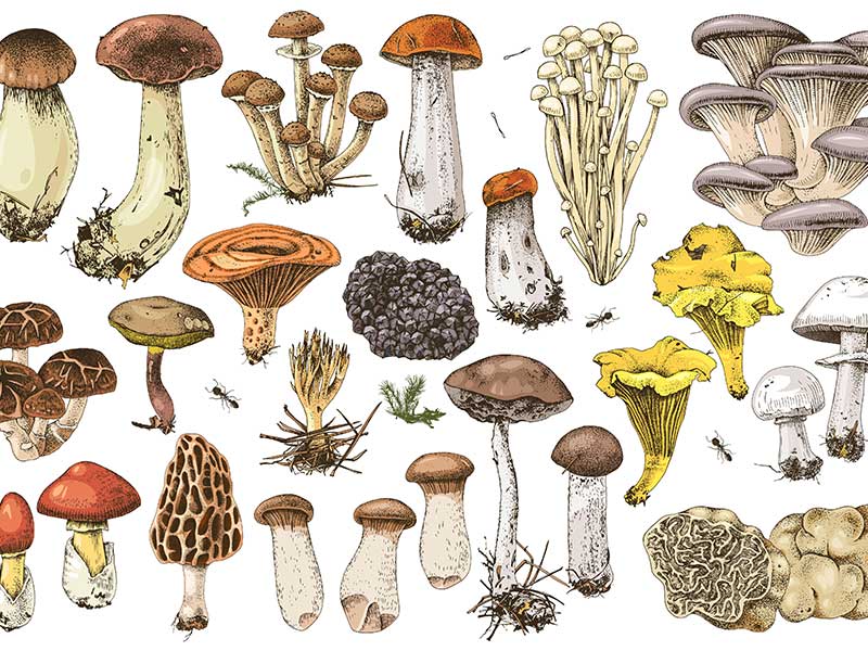 Gesunde Pilze als Fleischersatz: Tipps & Rezepte