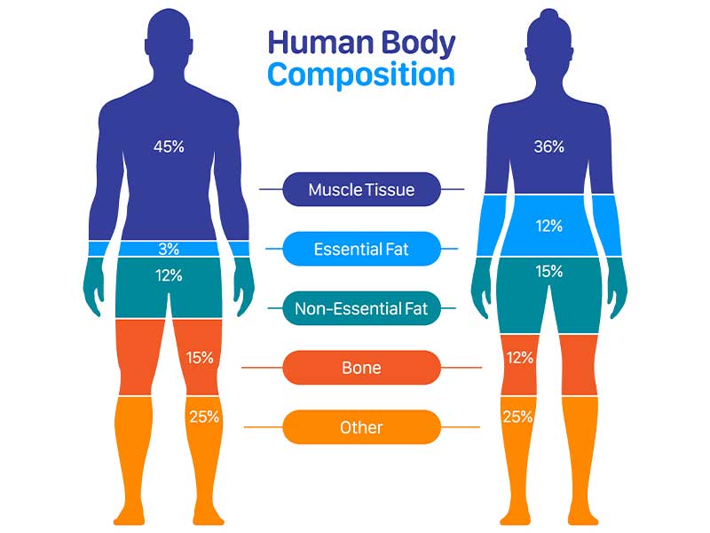 Rekomposition: Körper-Zusammensetzung Rekomposition heißt wörtlich „Neu-Zusammensetzung“. Dein Körper besteht nämlich aus verschiedenen Teilen.