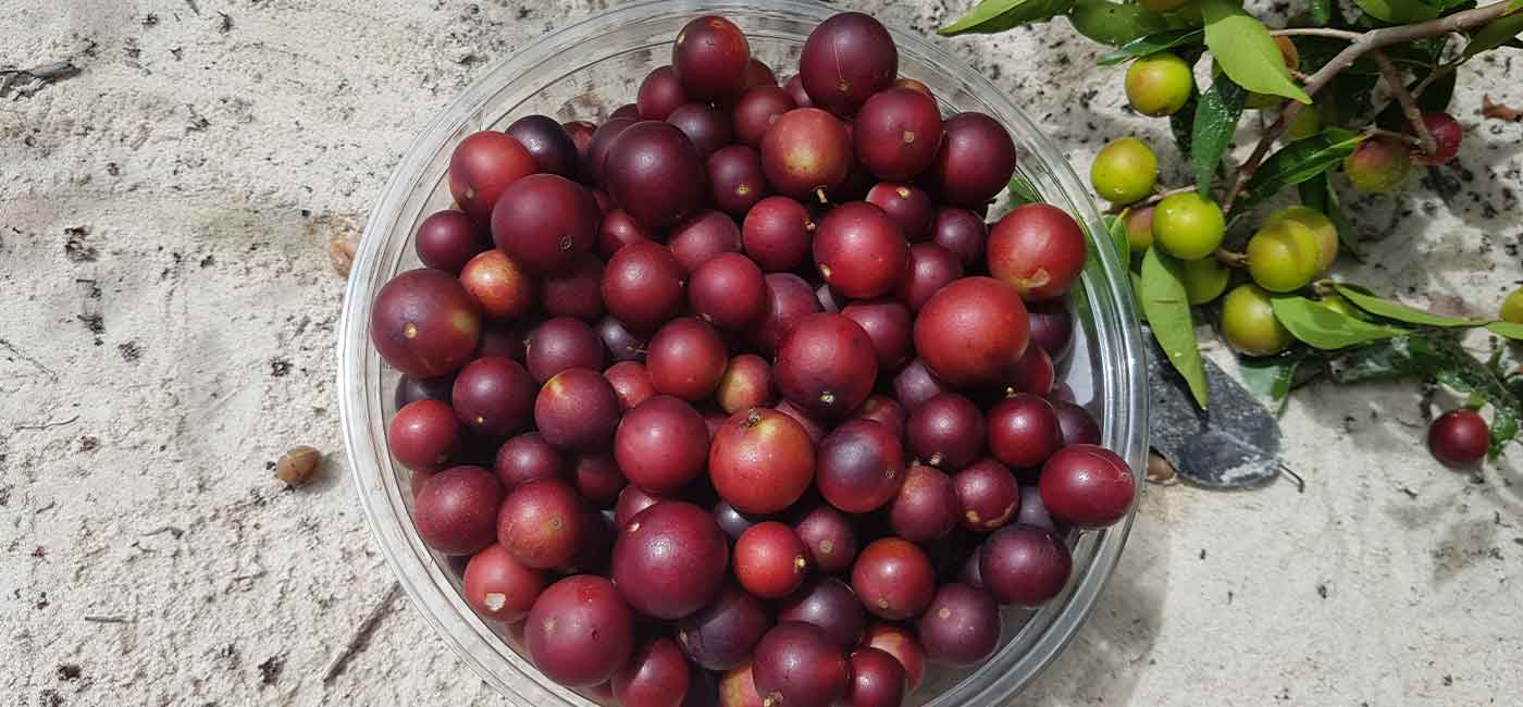 Superfood: Camu Camu