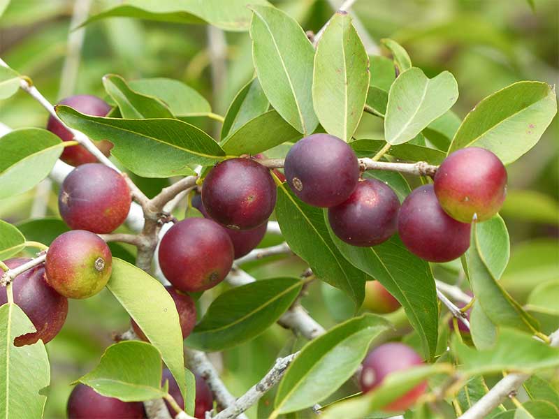 Woher kommt die Camu Camu? Inhaltsstoffe, Wirkung, Anwendung, Rezepte & FAQ.