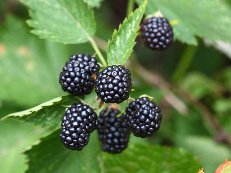 Lebensmittel im Juli und August: Brombeeren Im Juli und August haben folgende Lebensmittel in Deutschland Saison: Brombeeren