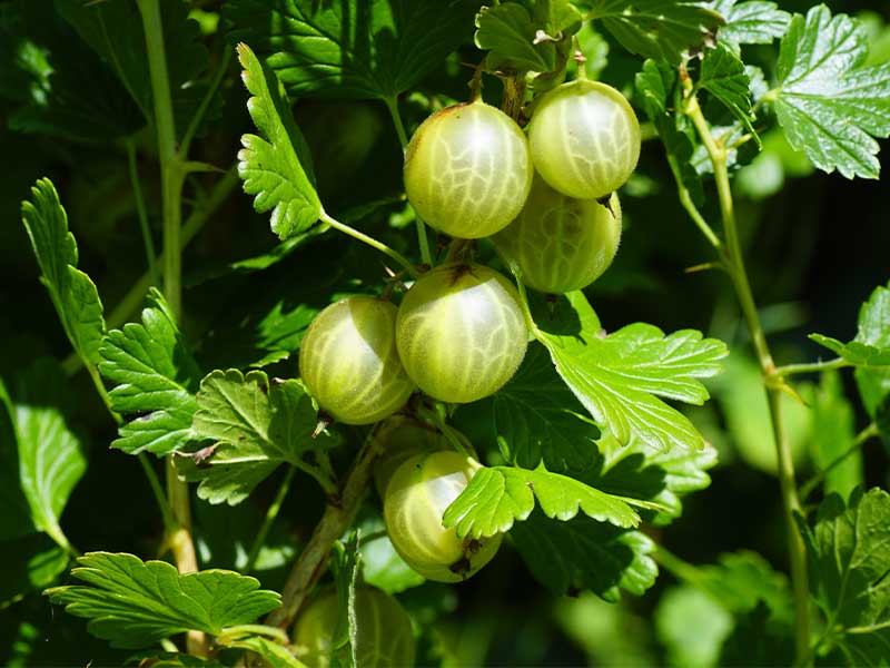 Der hohe Ballaststoffgehalt in Stachelbeeren regt deine Verdauung an und beugt Verstopfungen vor.