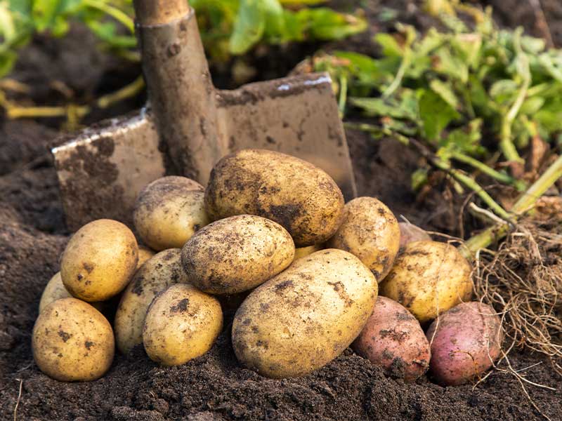 Warum sind Kartoffeln gesund, Kartoffeln zum Muskeln aufbauen und zum Abnehmen, Kartoffel-Rezepte + FAQ.