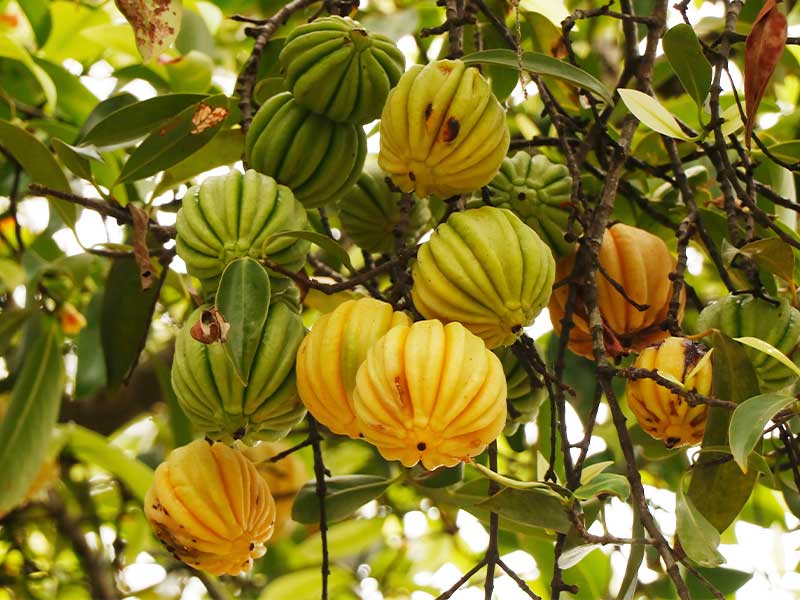 Die Malabar-Tamarinde ähnelt einem kleinen Kürbis.