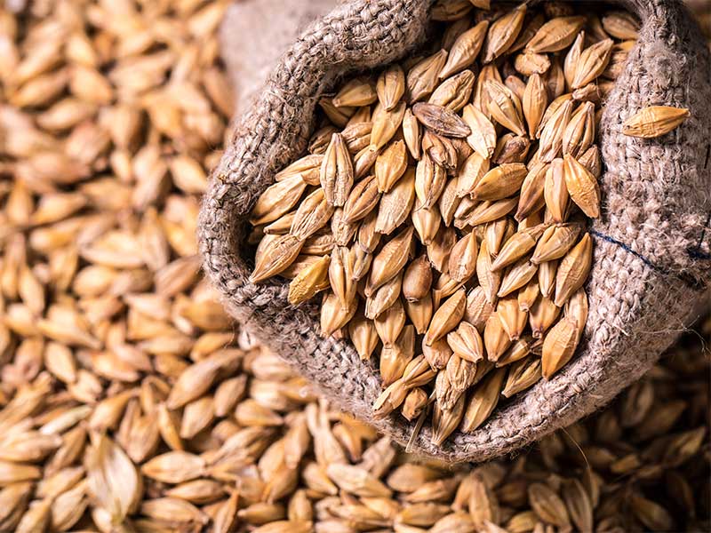 Gerste ist die fünftwichtigste Getreideart weltweit.