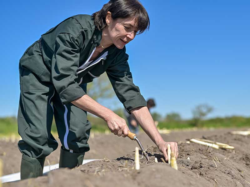 Weißer Spargel wächst unter der Erde und enthält weniger Nährstoffe als grüner.