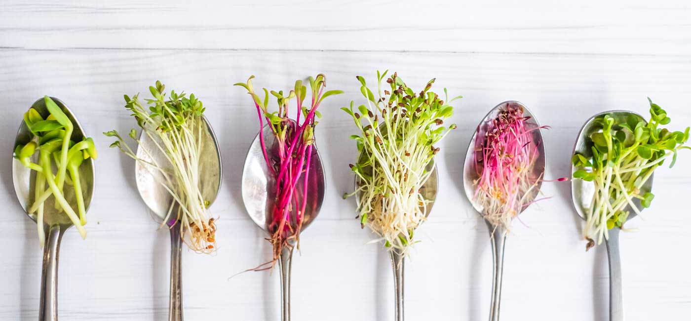 magazin-artikel-micro-greens-header.jpg