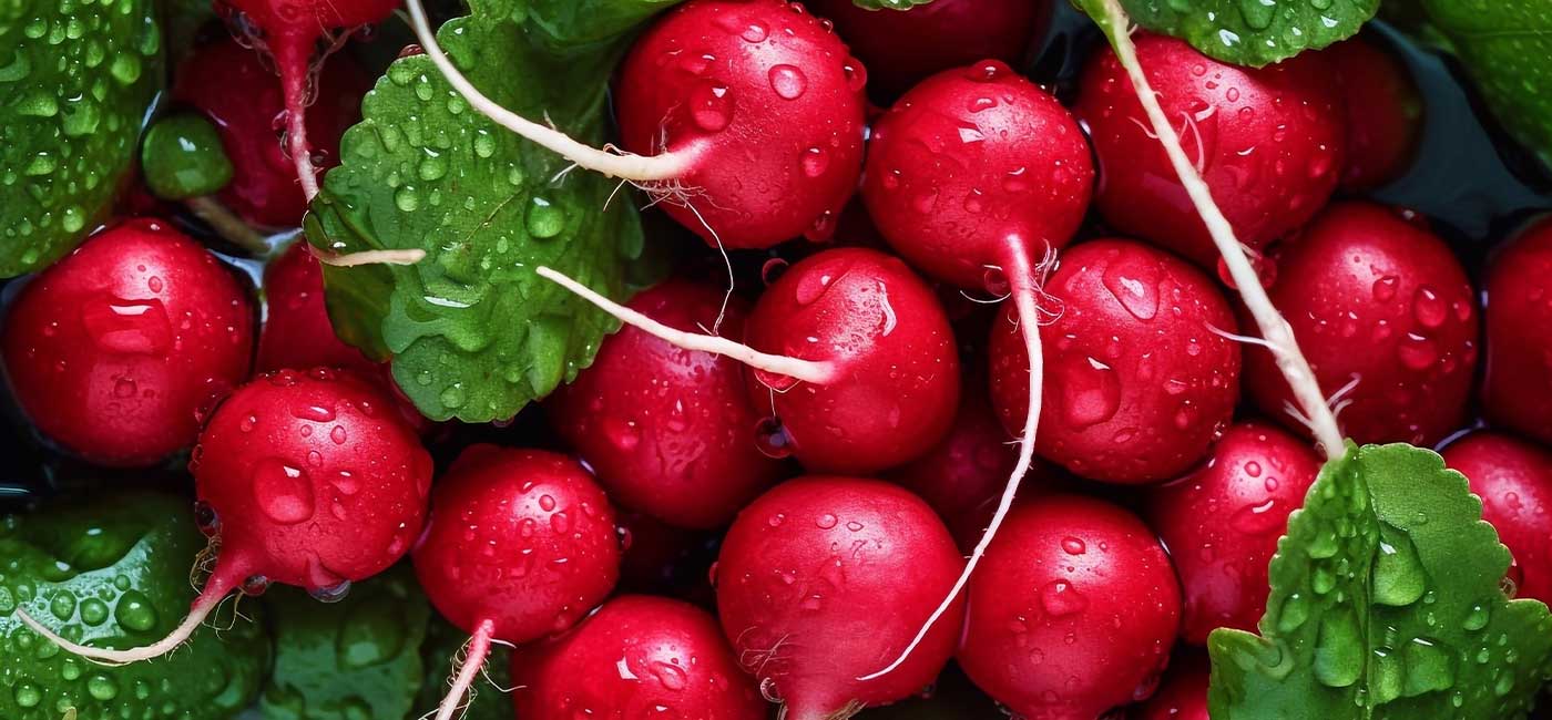 magazin-artikel-radieschen-gesund-header.jpg