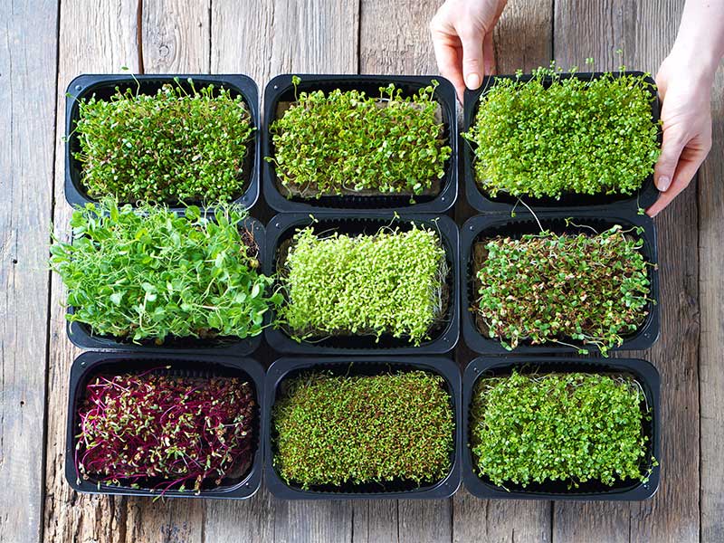 Micro Greens Facts, Sorten, gesundheitliche Benefits, Micro Greens selber ziehen, Salat-Rezept + Verwendung + FAQ.