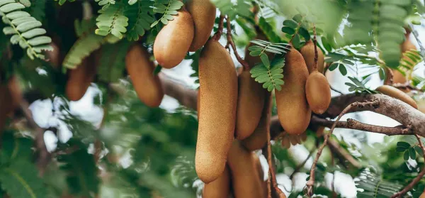 Wofür ist Tamarinde gut? Tipps & Rezepte