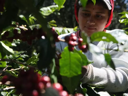 Mit dem Rote-Beete-Latte unterstützt das Unternehmen Kaffeebäuer:innen auf der ganzen Welt.