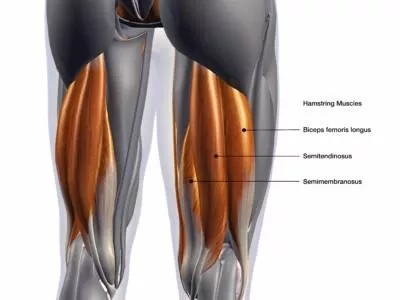 Anatomie der Bein  und Hüftmuskulatur