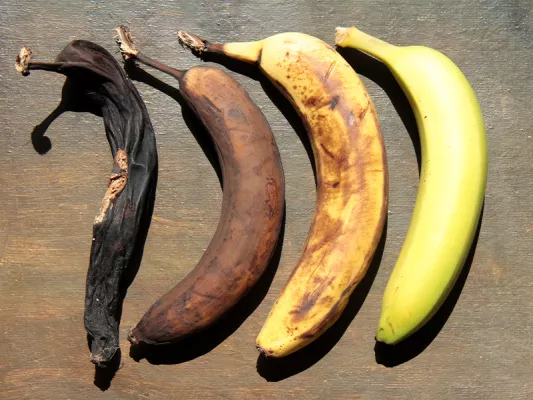 Reife vs. unreife Bananen Bevor du dir zum Sport Bananen reinziehst, schau sie dir etwas genauer an. Es macht nämlich einen großen Unterschied, ob sie noch grün, knallig gelb oder schon braun gefleckt sind.